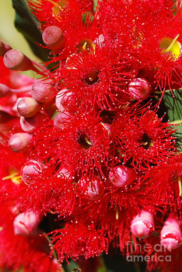 Eucalyptus Red Corymbia Ficifolia Flowers Photograph by Joy Watson