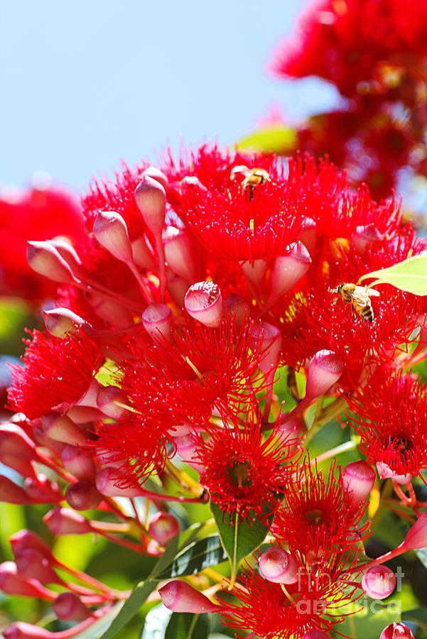 Eucalyptus Red Flower Like Fireworks  Photograph by Joy Watson
