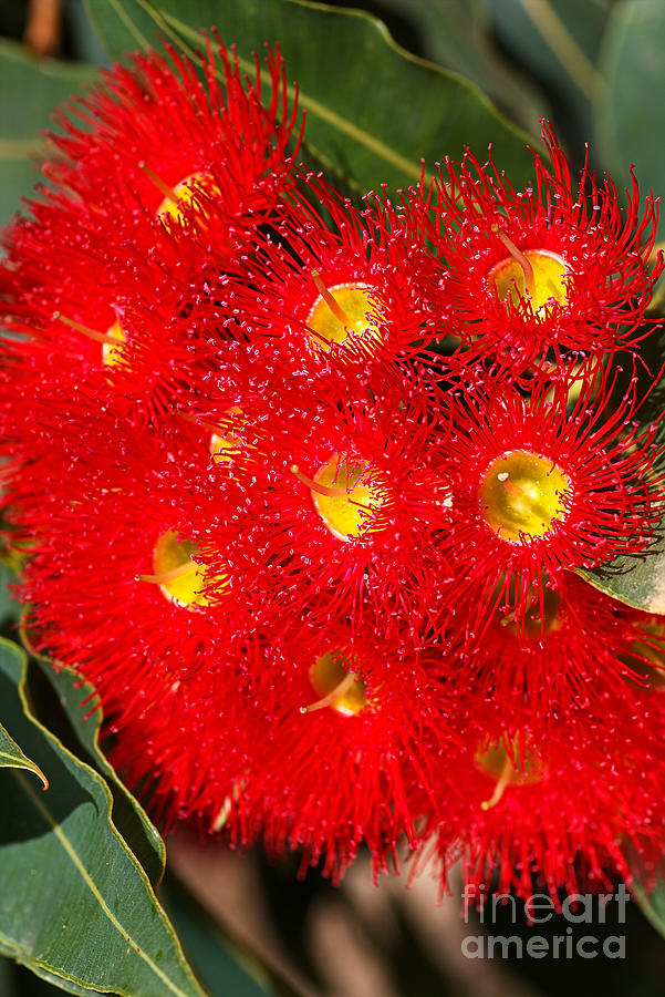 Eucalyptus Red Flowers Photograph by Joy Watson