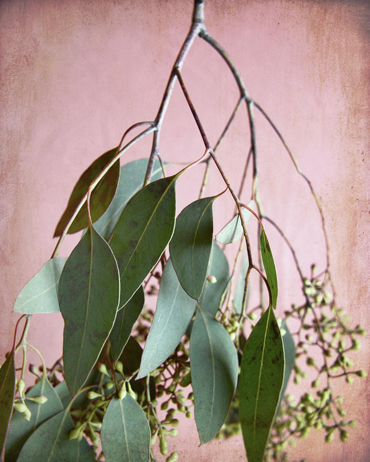 Eucalyptus Sprig Four Photograph by Lupen Grainne
