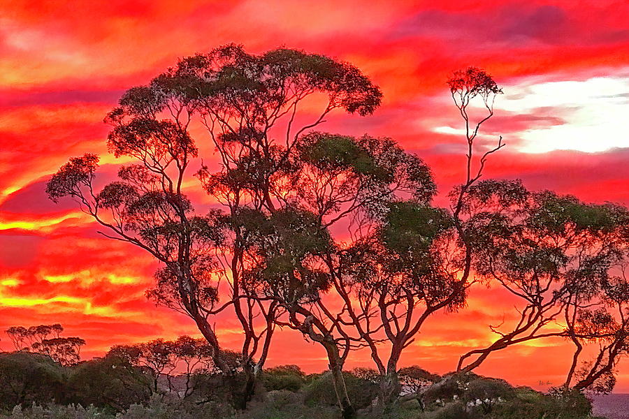 Eucalyptus Sunset Photograph by Russ Harris