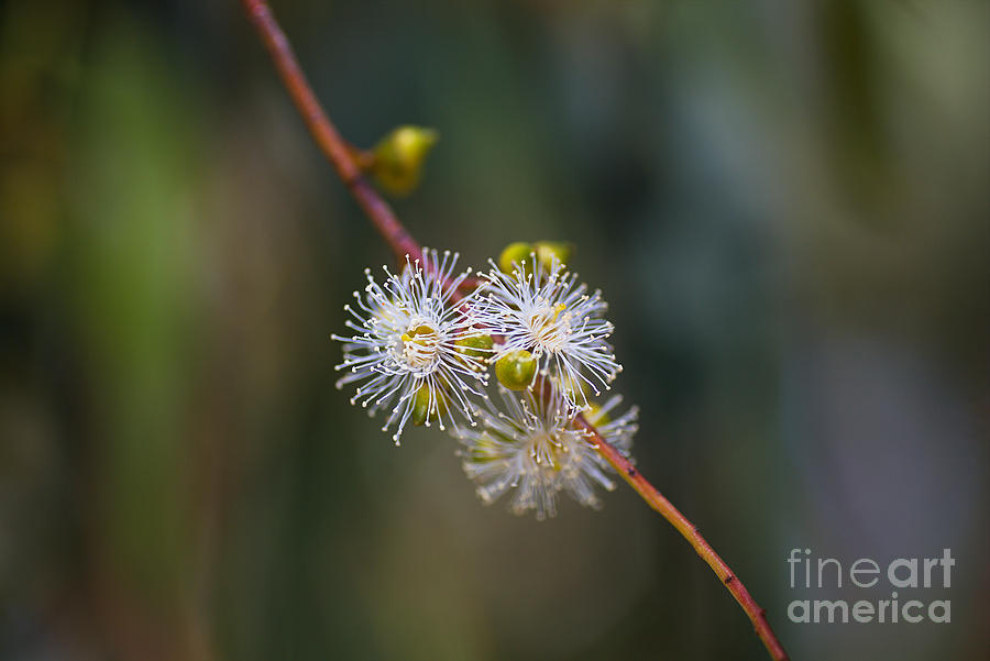 Eucalyptus Tiny White Flowers  Photograph by Joy Watson