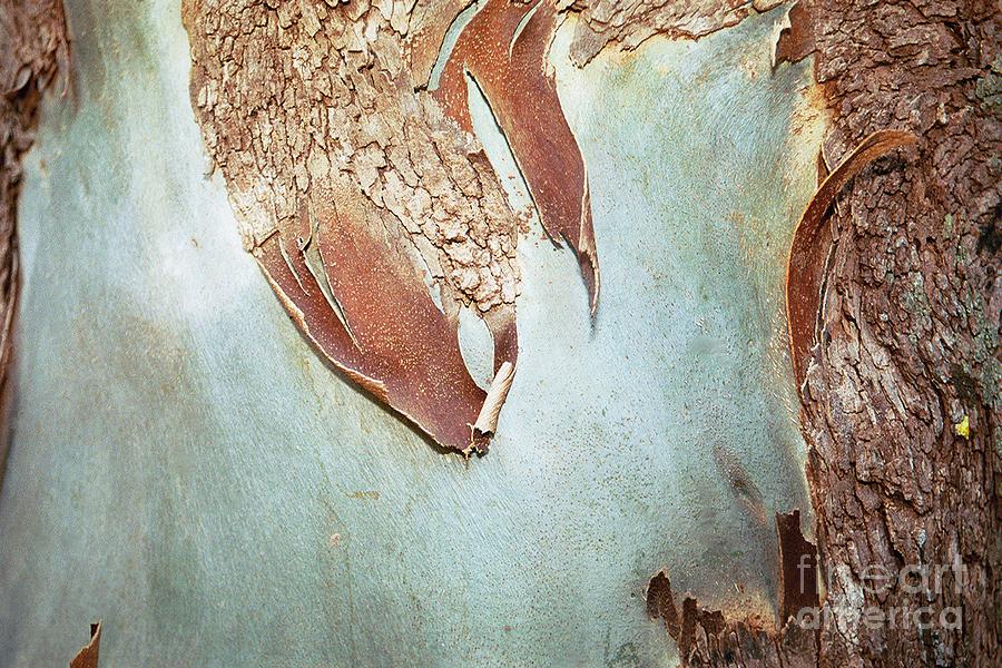 Eucalyptus torelliana - Cadaga Bark Close-up Photograph by Cheryl Ann ...