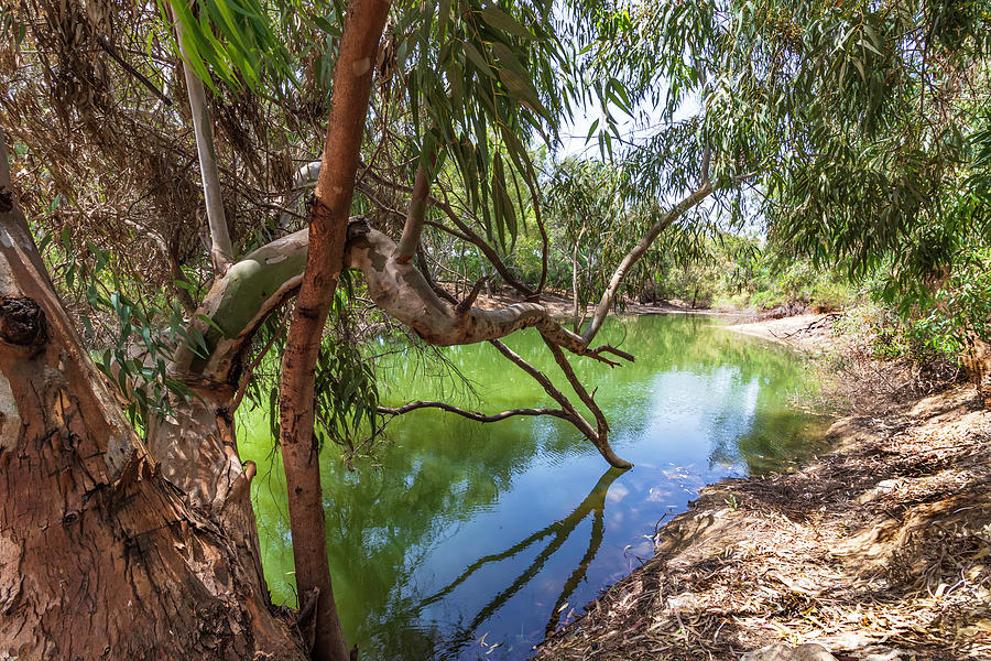 Eucalyptus tree branches reflected in the water of a pond Photograph by ...