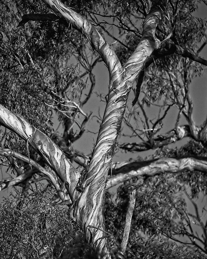 Eucalyptus Tree, Canberra, Australia Photograph by Steven Ralser