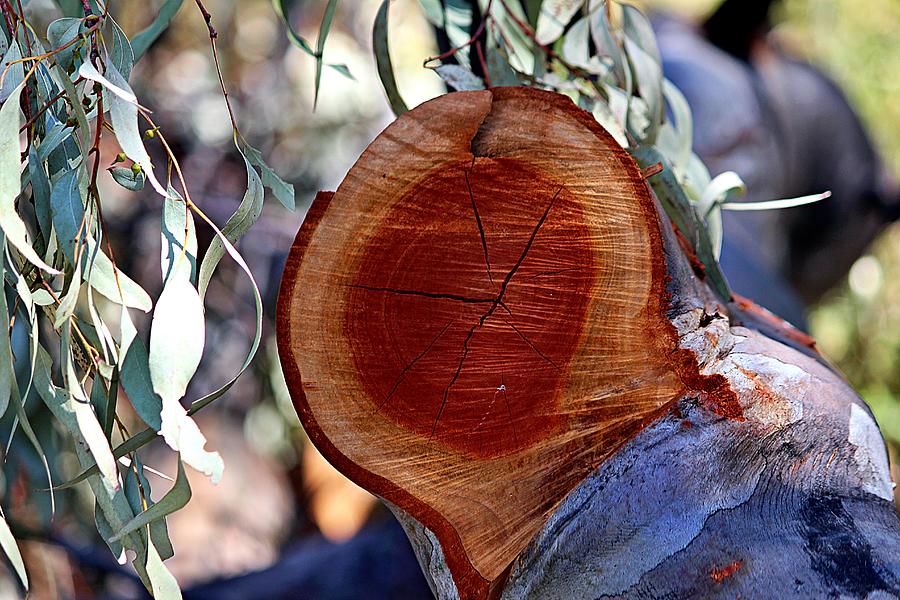Eucalyptus Tree Photograph - Eucalyptus Tree Rings by Martha Sherman