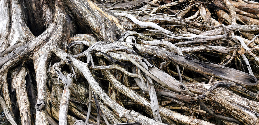 Eucalyptus Tree Roots Photograph By Chris B Fine Art America