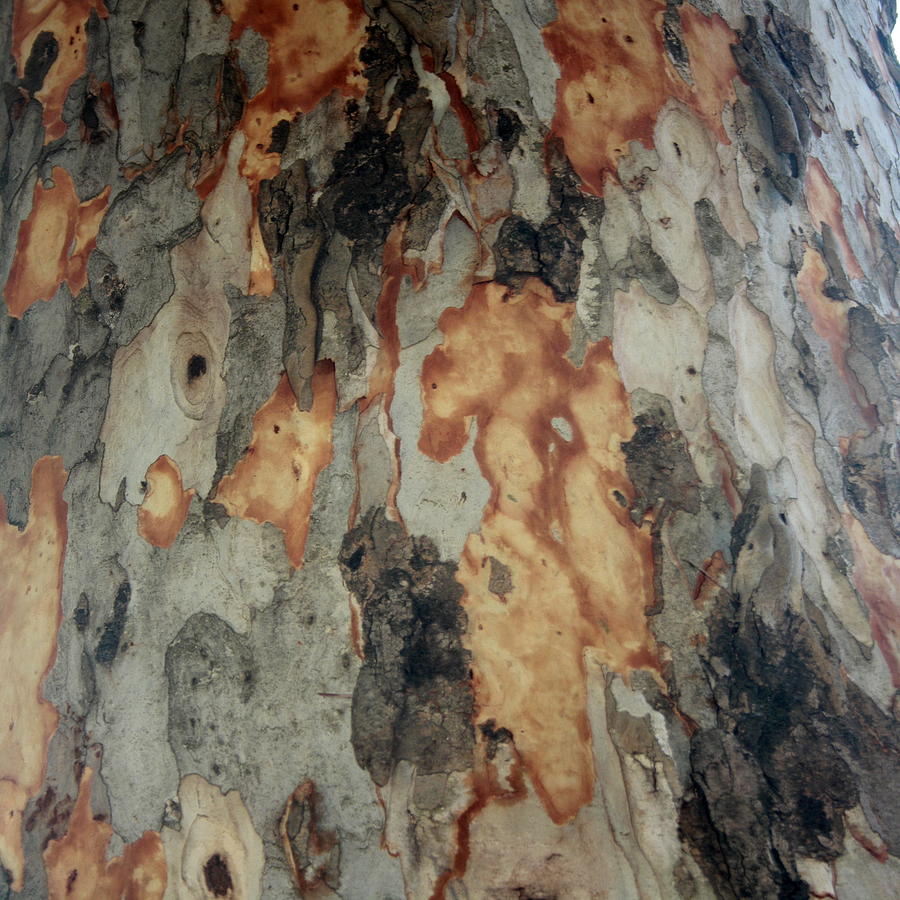 Eucalyptus Tree Shedding Bark Abstract Photograph by Taiche Acrylic Art