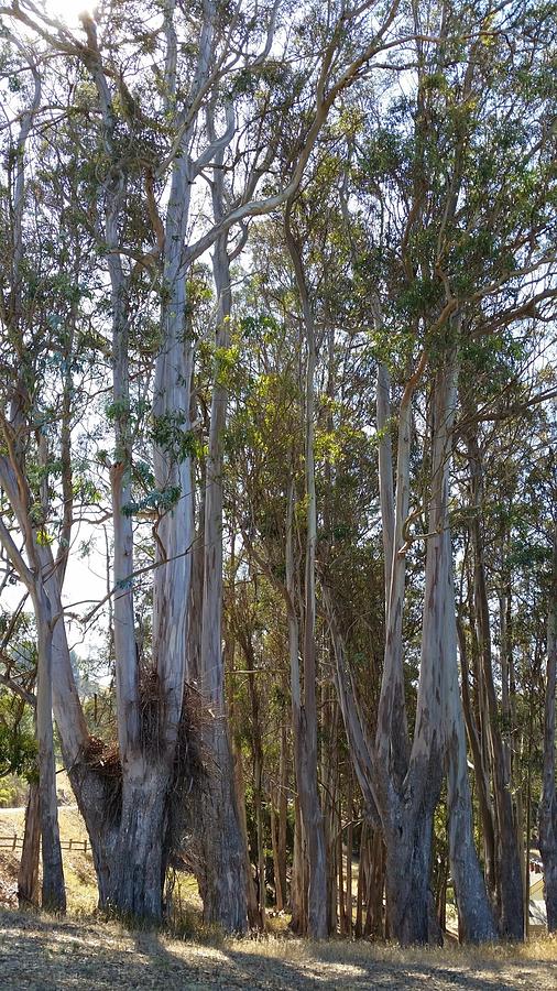 Eucalyptus Trees Photograph by Beverly Read