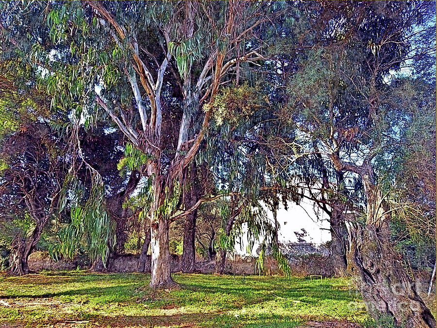 Eucalyptus Trees, Lefkada, Paint Effect Photograph