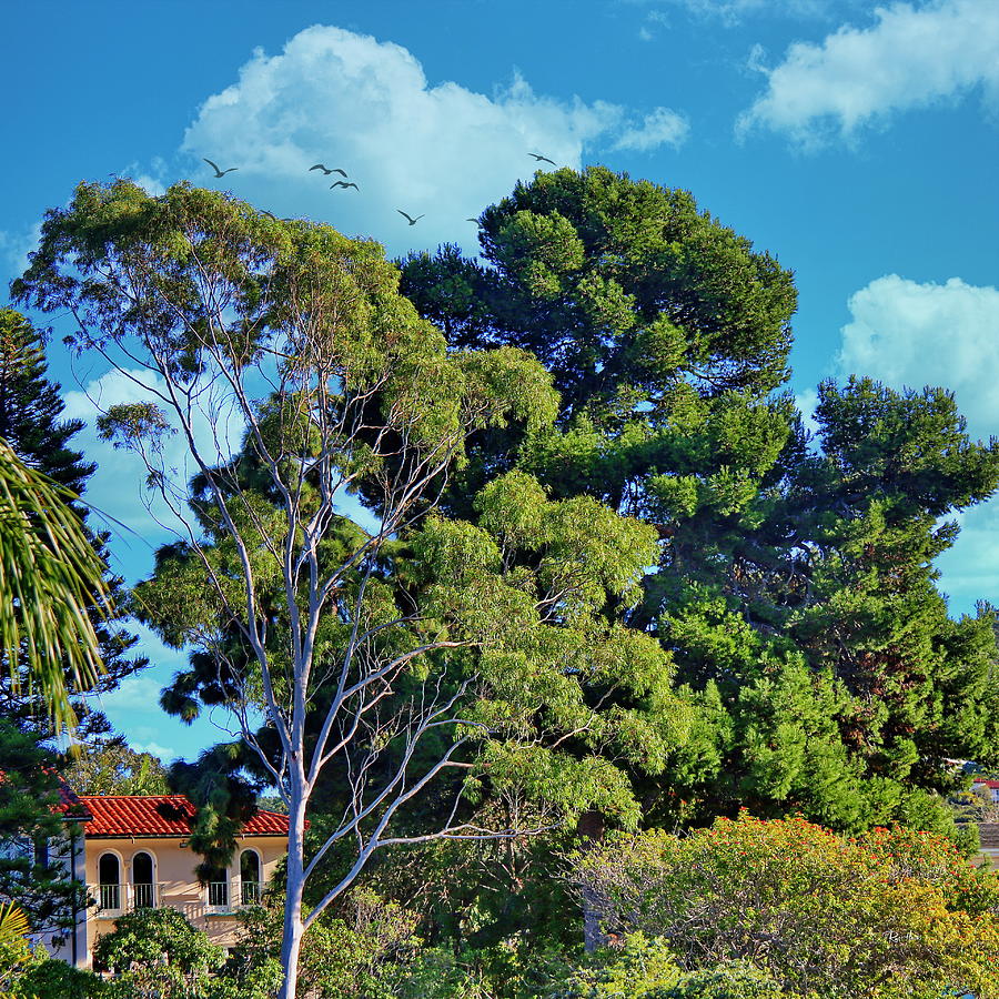 Eucalyptus Trees Photograph