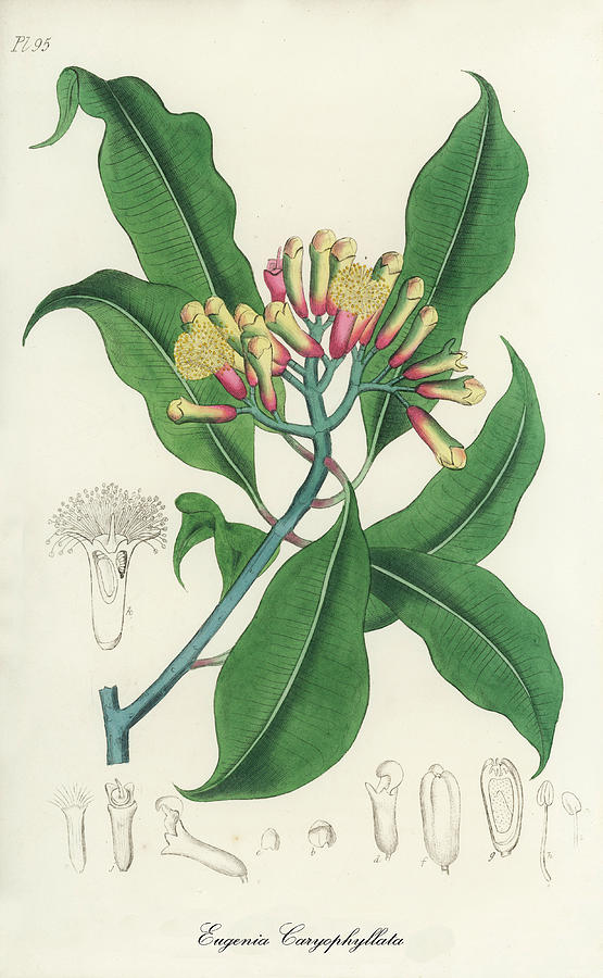 Nature Digital Art -  Eugenia Caryophyllata - Cloves -  Medical Botany - Vintage Botanical Illustration  by Studio Grafiikka