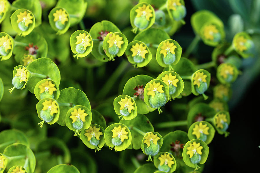 Euphorbia Photograph by Aashish Vaidya