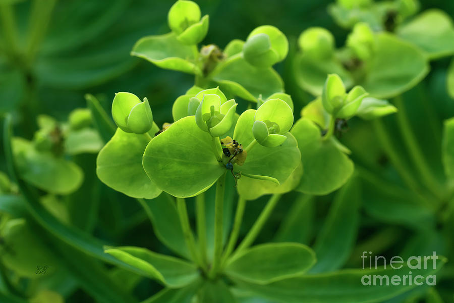 Euphorbia Photograph by Elaine Teague