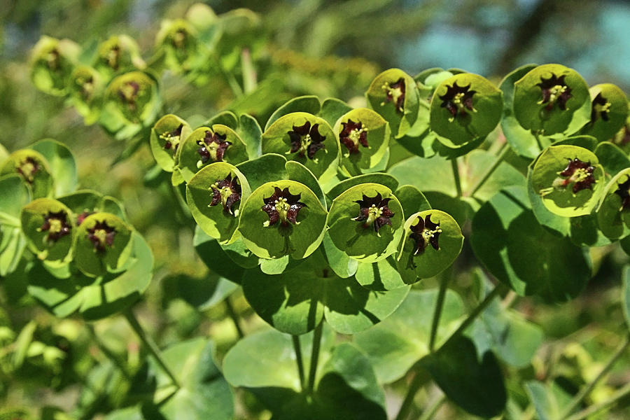 Euphorbia Photograph