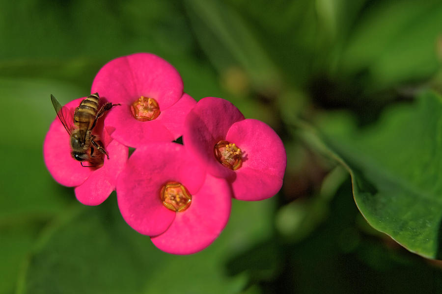 Euphorbia Flowers with Bee Photograph by Heidi Fickinger