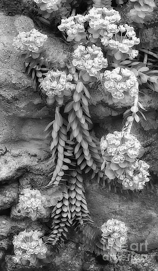 Euphorbia In Macro Bw Photograph