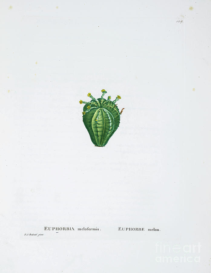 Euphorbia Infausta Z4 Drawing