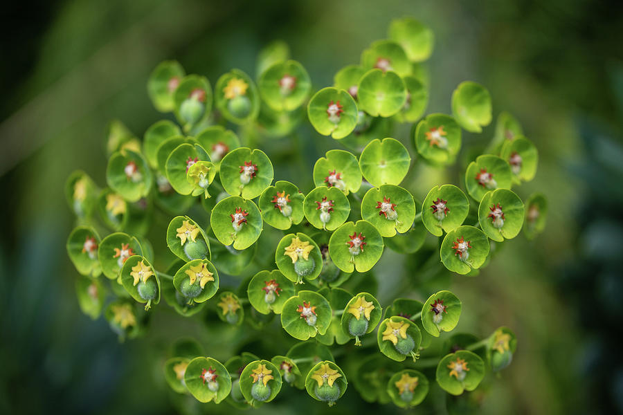 Euphorbia Macro Photograph by Aashish Vaidya