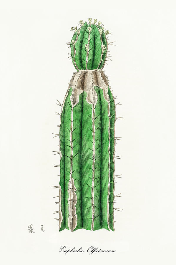 Nature Digital Art - Euphorbia Officinarum - Spurge -  Medical Botany - Vintage Botanical Illustration by Studio Grafiikka