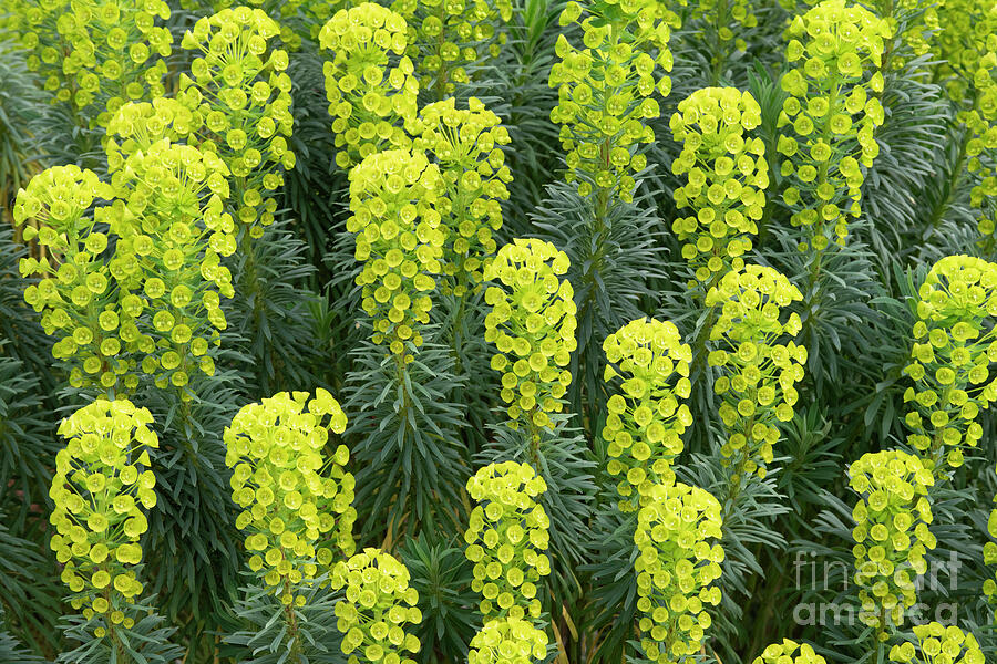 Flower Photograph - Euphorbia Pattern by Tim Gainey