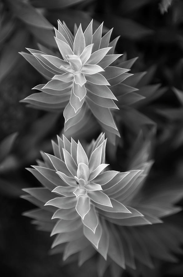 San Diego Photograph - Euphorbia Rigida Two Stems by William Dunigan