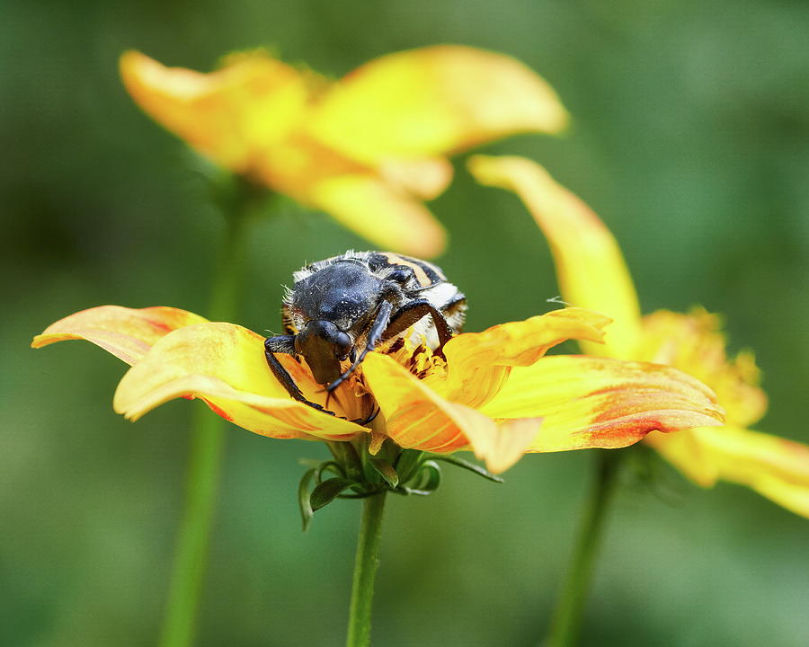 Eurasian bee beetle Photograph by Jouko Lehto