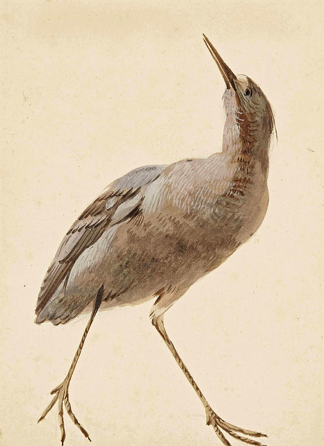 Eurasian bittern, Botaurus stellaris by Aert Schouman Eurasian bittern, Botaurus stellaris by Aert Schouman