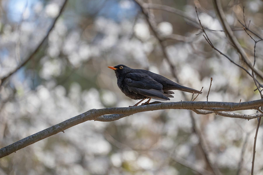 Eurasian Blackbird On Branch Photograph by Artur Bogacki