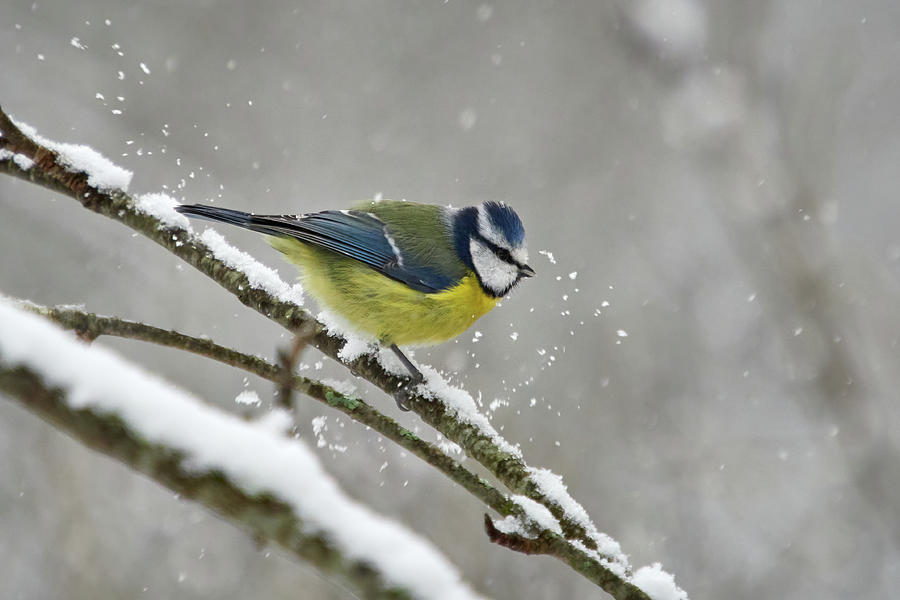 birdling blue tit