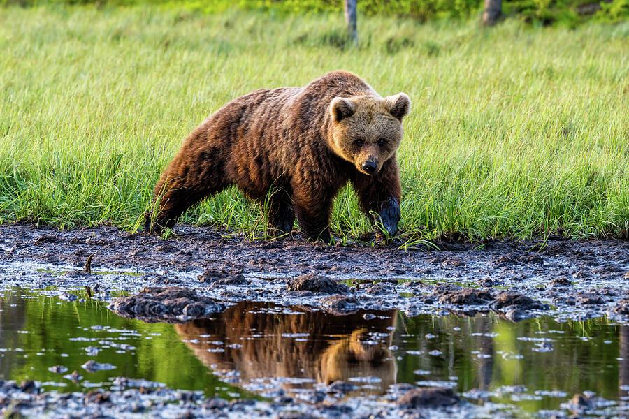 Eurasian Brown Bear Photograph by Jan Fijolek - Fine Art America