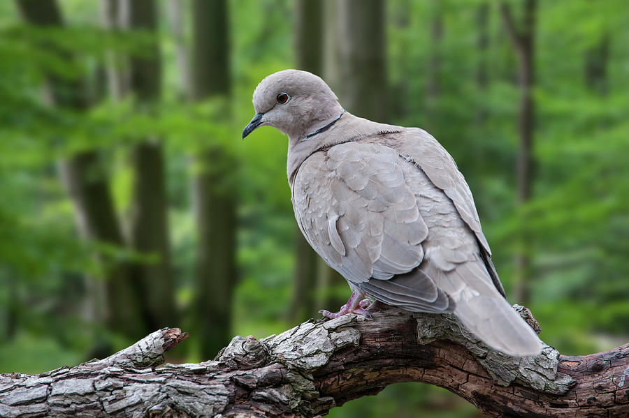 Eurasian Collared Dove Photograph by Arterra Picture Library