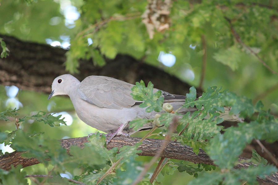 Eurasian Collared Dove I Photograph by Norman Cannon - Fine Art America