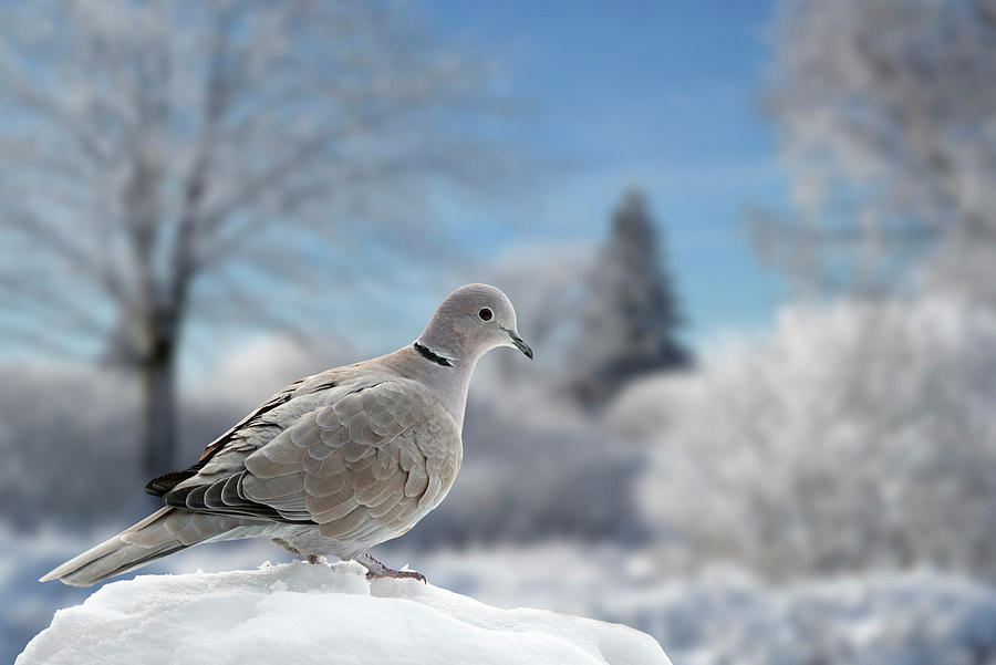 Eurasian Collared Dove in Winter Photograph by Arterra Picture Library