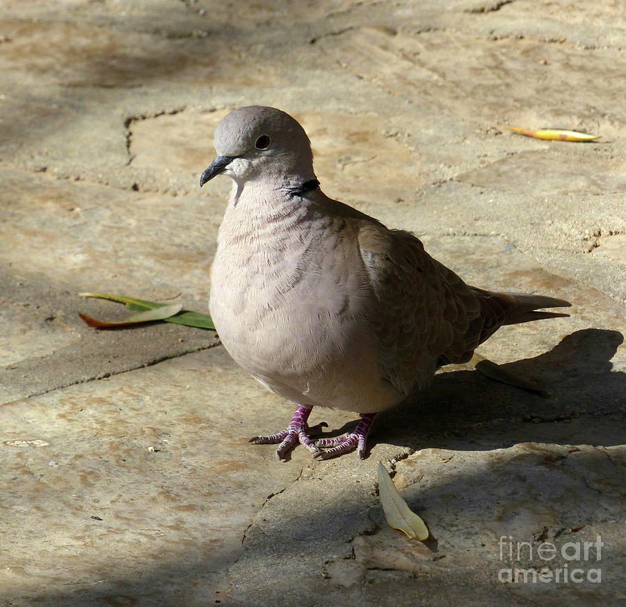 Eurasian collared dove  Photograph by Phil Banks