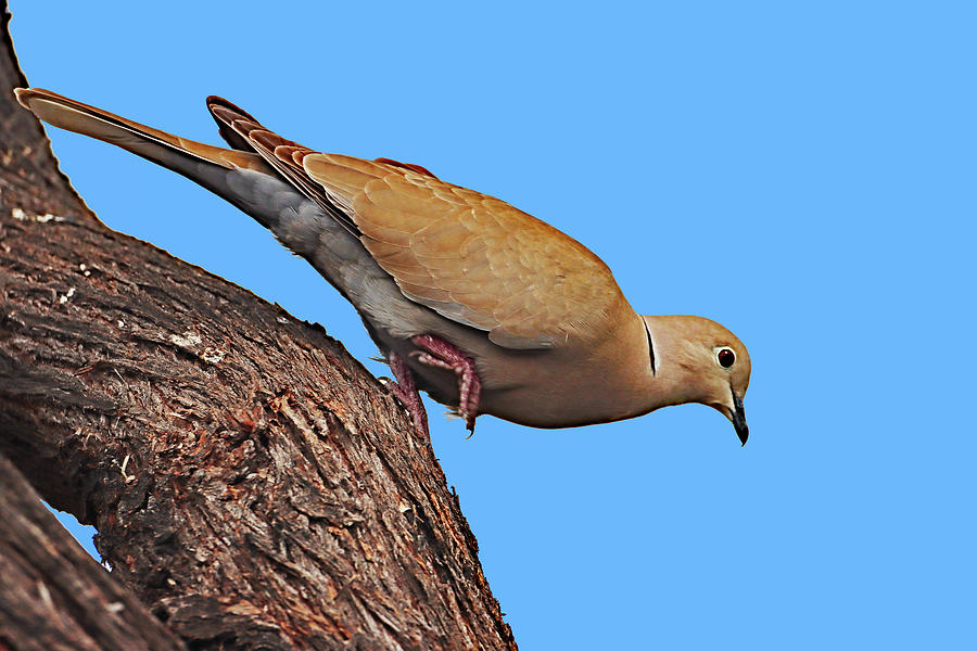 Eurasian Collared-Dove Digital Art by Tom Janca