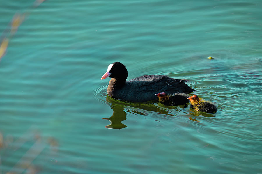 Eurasian Coot and offspring in Ria Formosa Photograph by Angelo DeVal