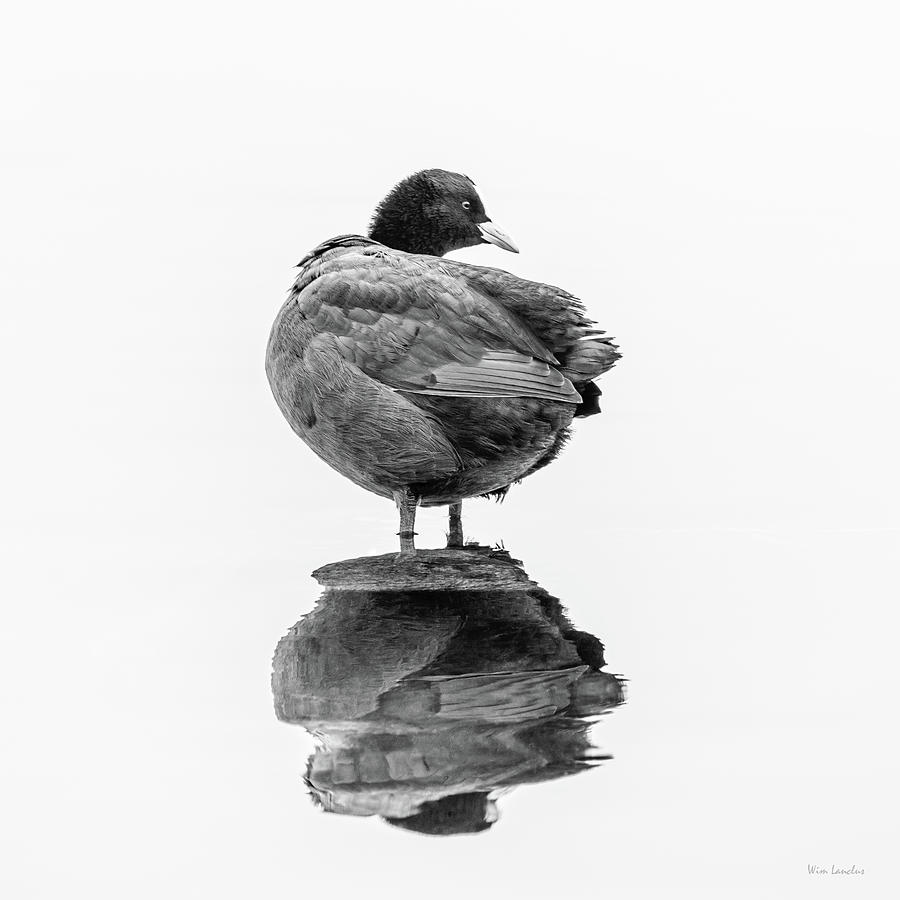 Black And White Photograph - Eurasian Coot by Wim Lanclus