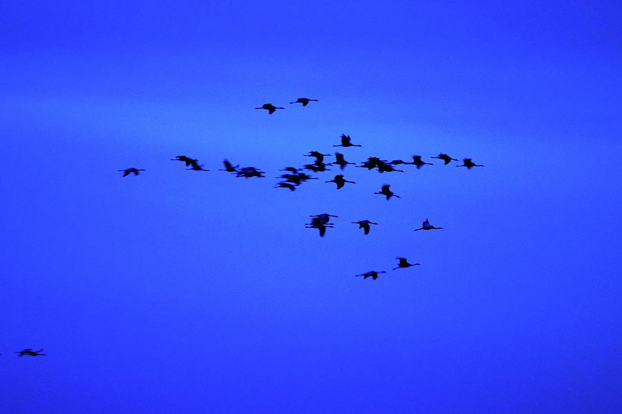 Eurasian crane blues and sounds 2 Photograph by Jouko Lehto