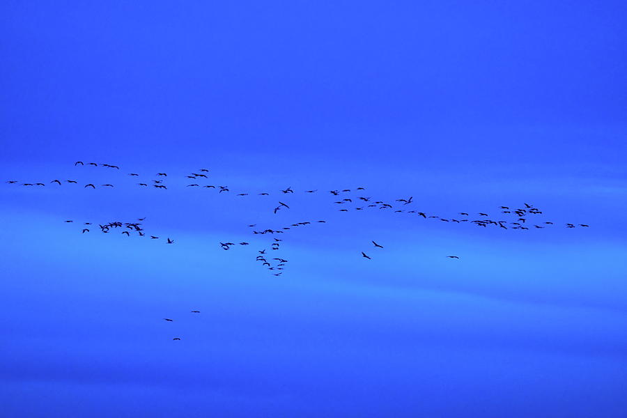 Eurasian crane blues and sounds Photograph by Jouko Lehto