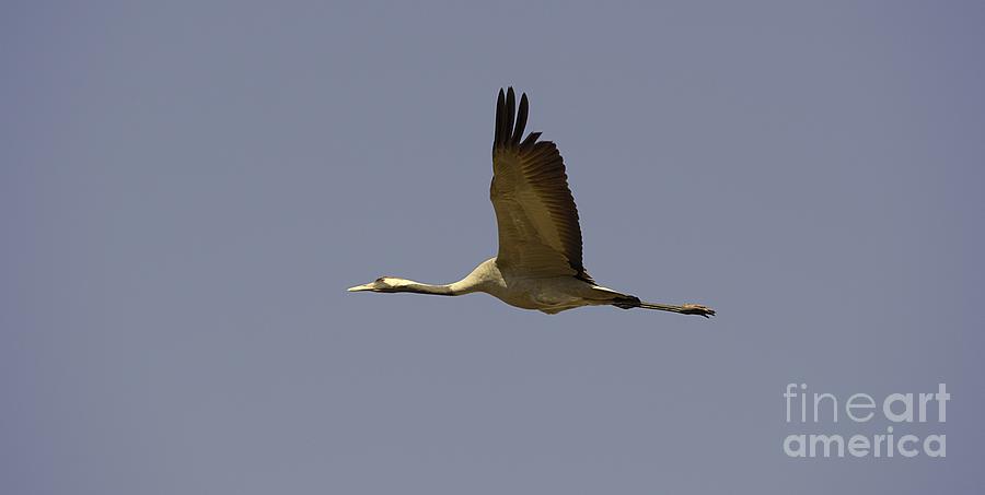 Eurasian Crane Photograph
