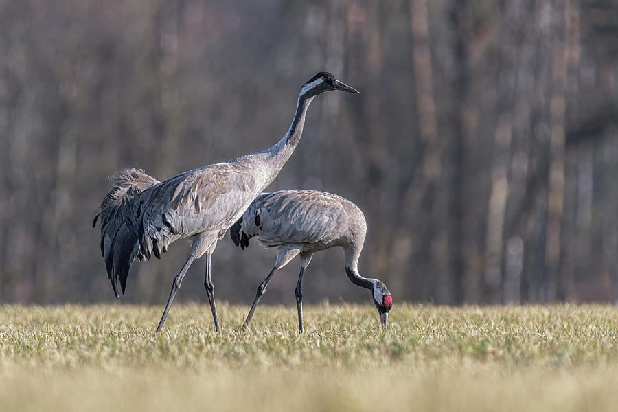 Eurasian Cranes 5 Photograph by Inerro Land - Pixels