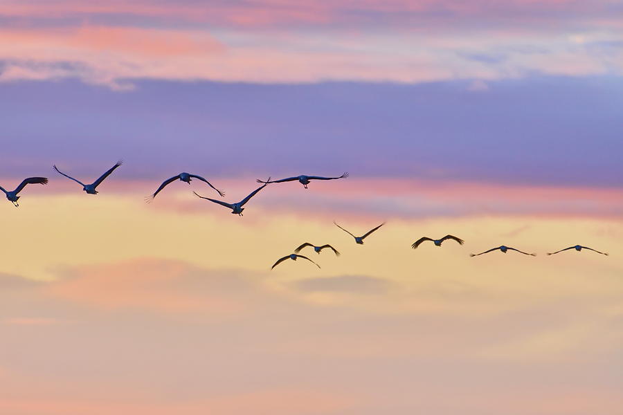 Eurasian cranes are flying through the colorful sky at sunset Photograph by Ulrich Kunst And Bettina Scheidulin