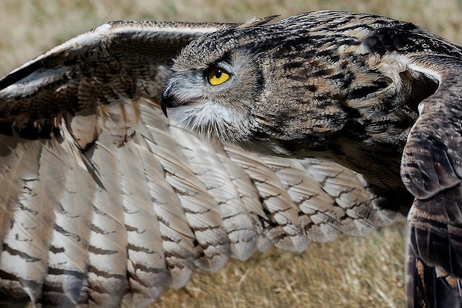 Eurasian Eagle Eye Focus Photograph By Wes And Dotty Weber | Pixels