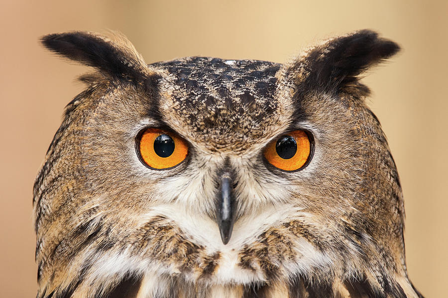 Eurasian Eagle Owl -011 Photograph by Matt Cuda