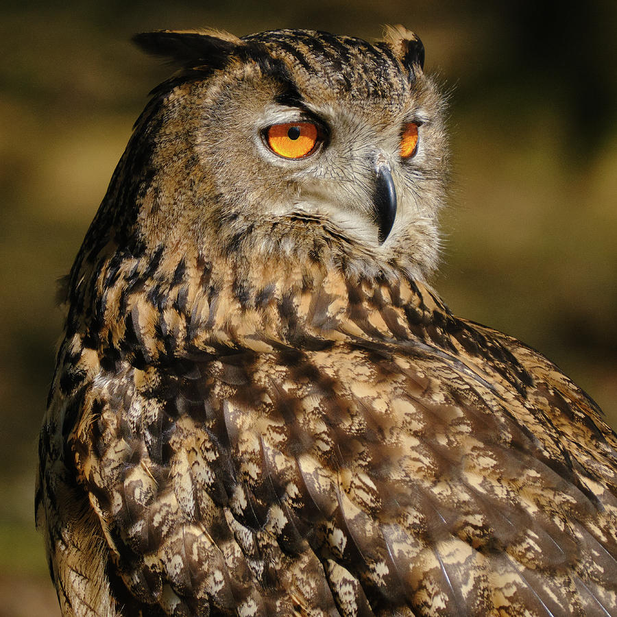 Eurasian Eagle Owl Photograph By Alan Campbell - Fine Art America