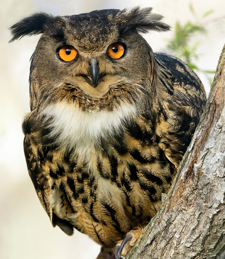 Eurasian Eagle-owl  Photograph by Art Cole