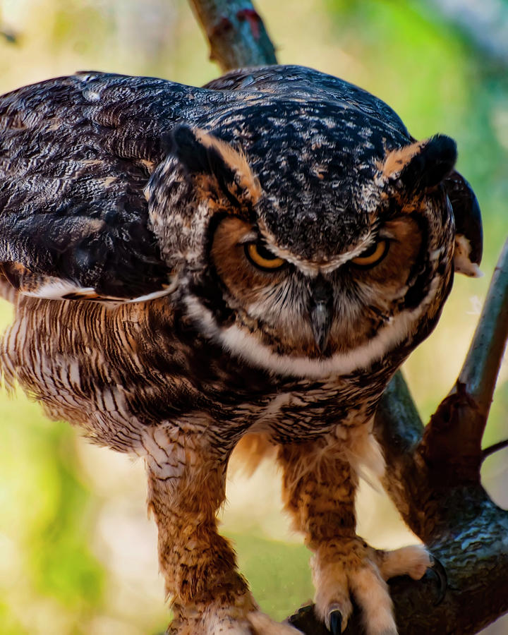 Eurasian Eagle Owl Photograph by Flees Photos