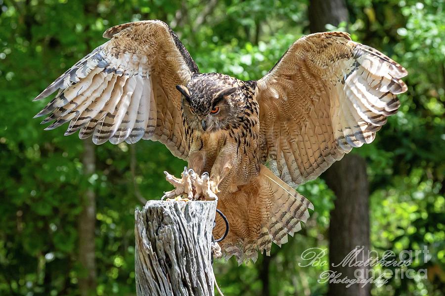 Eurasian Eagle Owl Coming In For A Landing Photograph By Bo Matthews 