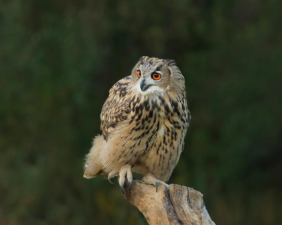Eurasian Eagle-Owl Photograph by CR Courson